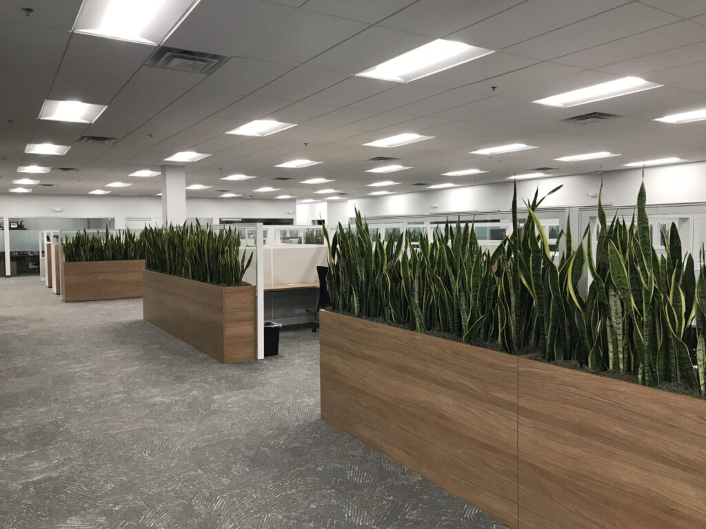 this image shows an office space with rows of green plants and higher rise planters