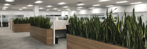 this image shows an office space with rows of green plants and higher rise planters